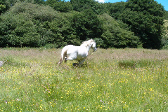 notre cheval